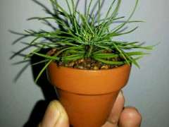 五针松下山桩怎么轴切的方法 图片