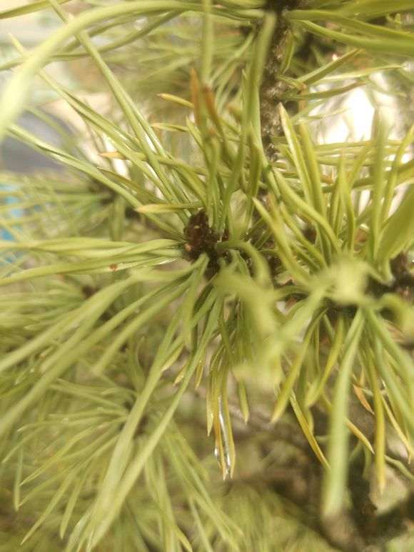 五针松下山货发芽了 算活了吗 图片