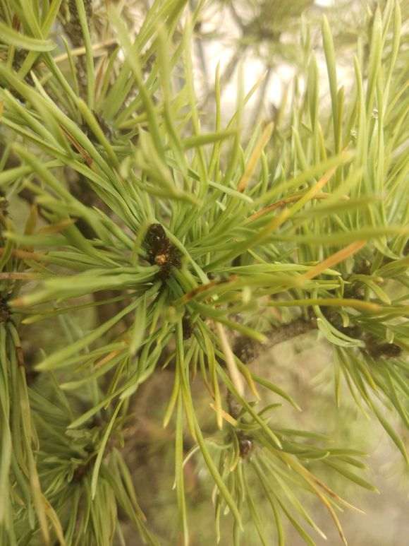 五针松下山货发芽了 算活了吗 图片