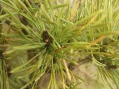 五针松下山货发芽了 算活了吗 图片