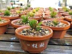 为什么瑞祥五针松下山桩不修剪 就徒长