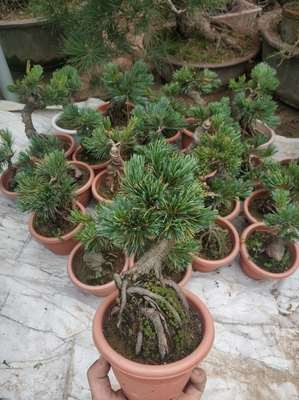 五针松下山桩的针性长短怎么修剪控制