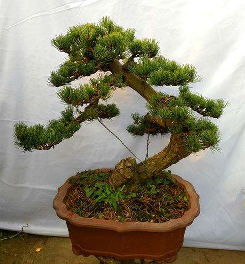 五针松下山桩的针性长短怎么修剪控制