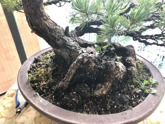 五针松下山桩的针性长短怎么修剪控制