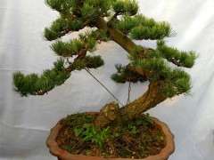 五针松下山桩的针性长短怎么修剪控制