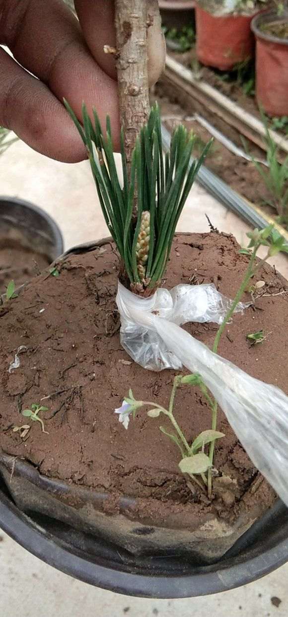 明星五针松下山桩有什么特点 图片