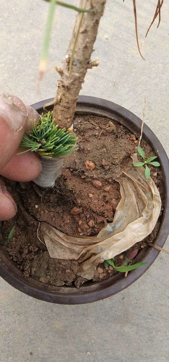 明星五针松下山桩有什么特点 图片