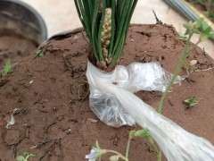 明星五针松下山桩有什么特点 图片