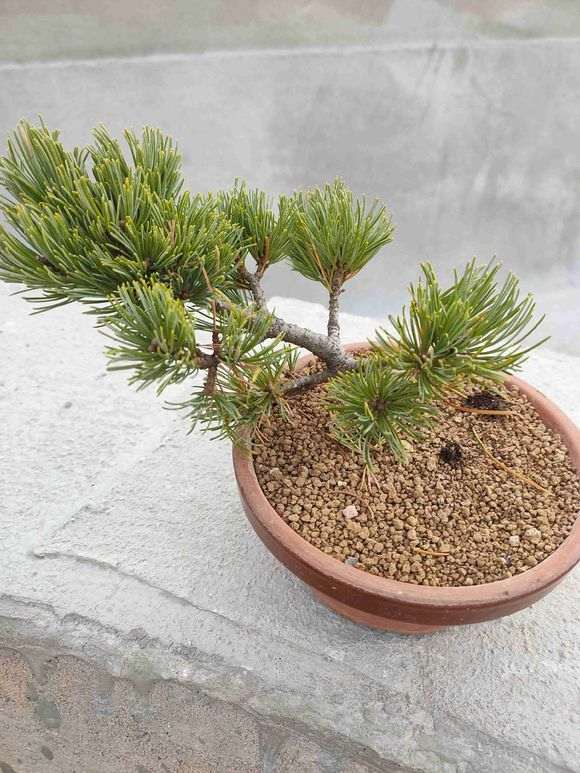 为什么五针松下山桩要加强叶面喷水 图片