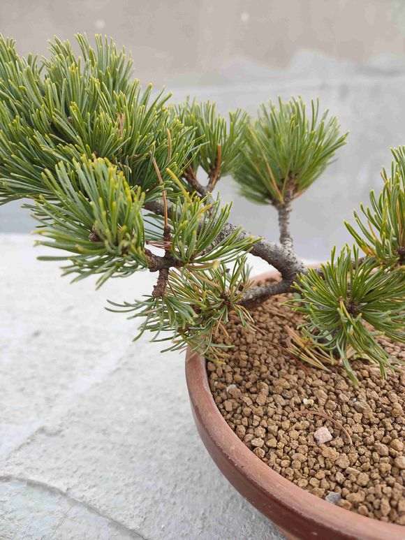 为什么五针松下山桩要加强叶面喷水 图片