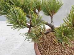 为什么五针松下山桩要加强叶面喷水 图片