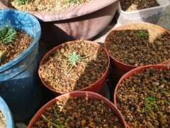 那须五针松下山桩小苗怎么轴切的方法