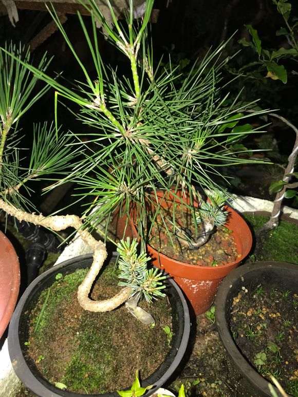 三月份的五针松下山桩全部成活 图片