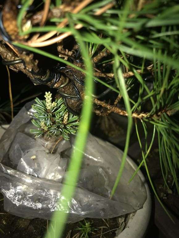 三月份的五针松下山桩全部成活 图片