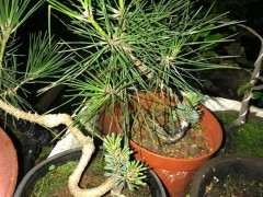 三月份的五针松下山桩全部成活 图片