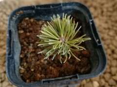 五针松下山桩裸根了 你还敢晒太阳 图片