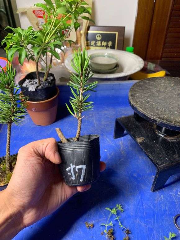 五针松下山桩怎么嫁接去粘木的方法