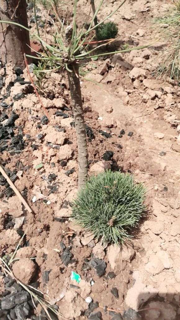 五针松下山桩全部成活 都发芽了 图片