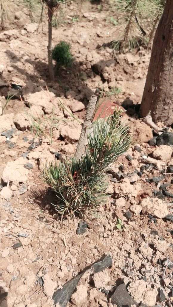 五针松下山桩全部成活 都发芽了 图片