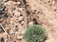 五针松下山桩全部成活 都发芽了 图片