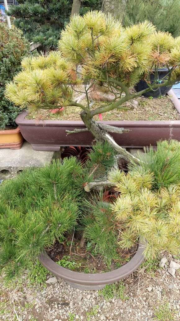 一颗嫁接多年的五针松下山桩 怎么样 图片