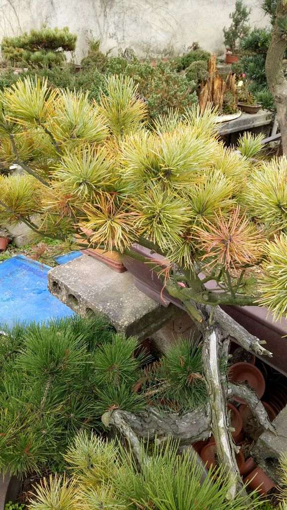 一颗嫁接多年的五针松下山桩 怎么样 图片