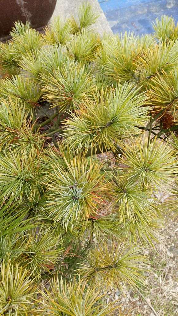 一颗嫁接多年的五针松下山桩 怎么样 图片