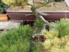 一颗嫁接多年的五针松下山桩 可以吗 图片