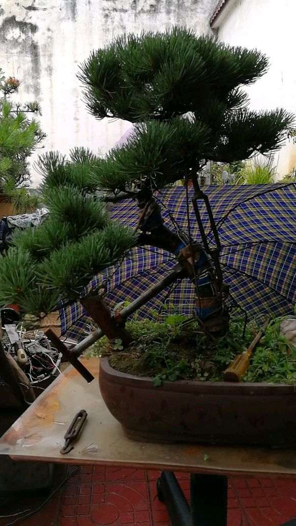 大阪松下山桩 350元 怎么样 贵吗 图片