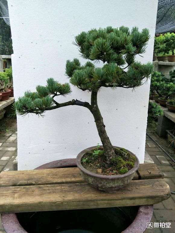 大阪松下山桩 350元 怎么样 贵吗 图片