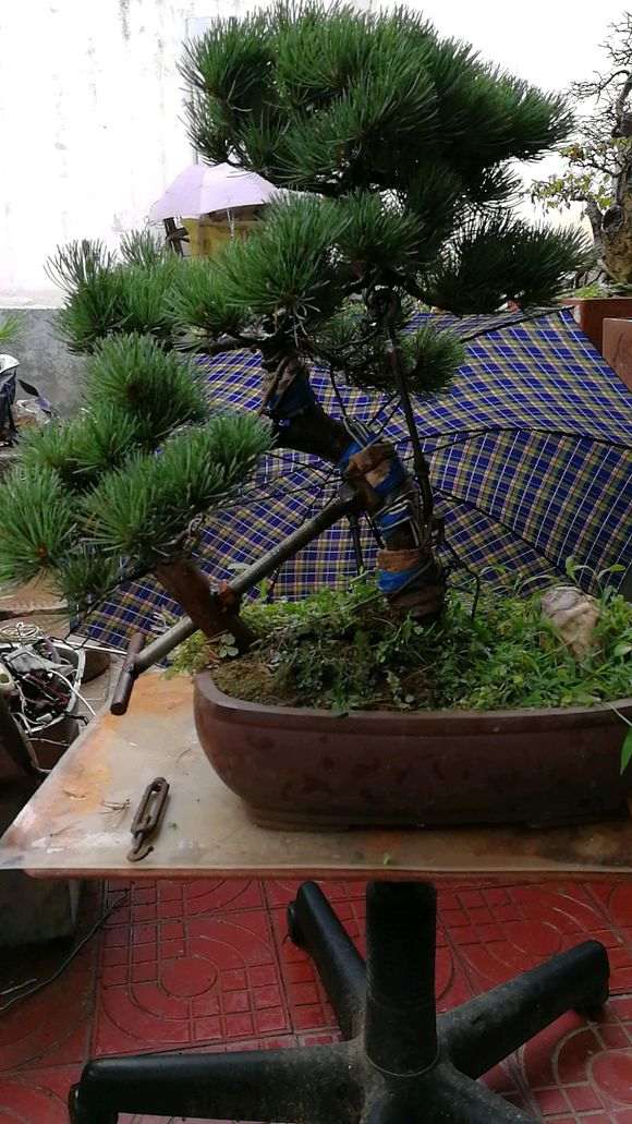 大阪松下山桩 350元 怎么样 贵吗 图片