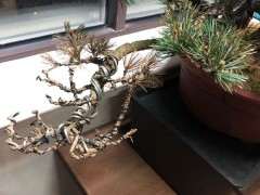 五针松下山桩的枝头枯萎 怎么办 图片