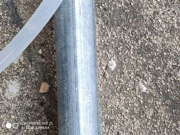 为什么蚂蚁能搞死黑松下山桩 图片