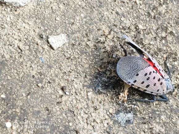 为什么蚂蚁能搞死黑松下山桩 图片
