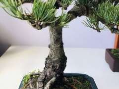 五针松下山桩的这位置变白 怎么办 图片