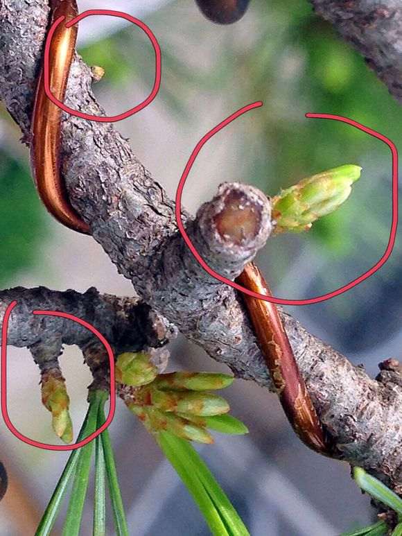 五针松下山桩逼芽后的效果 怎么样 图片