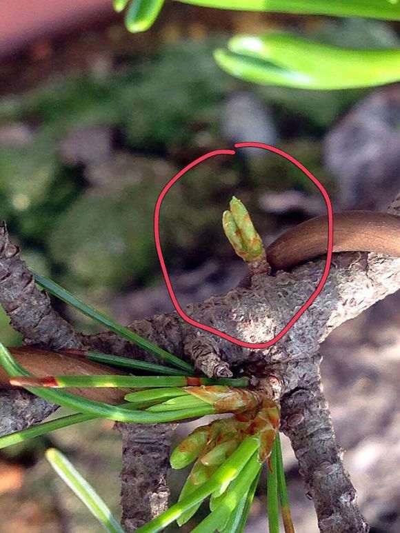 五针松下山桩逼芽后的效果 怎么样 图片