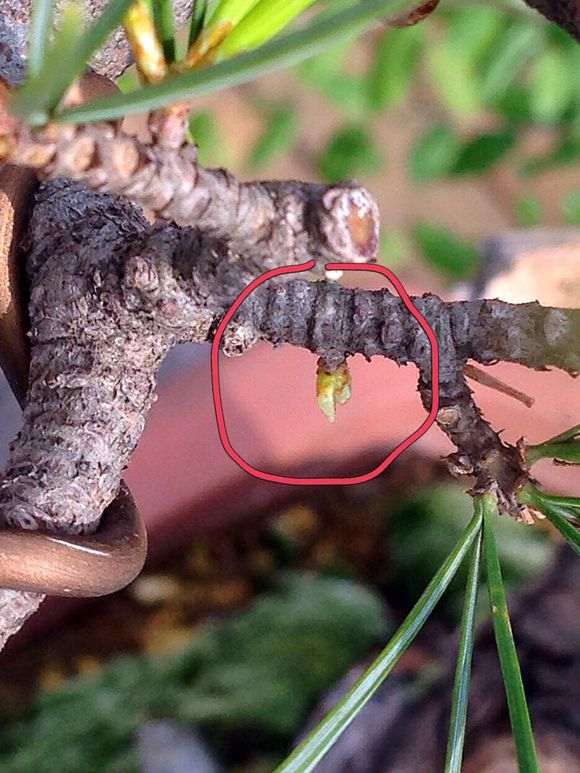 五针松下山桩逼芽后的效果 怎么样 图片