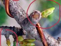 五针松下山桩逼芽后的效果 可以吗 图片