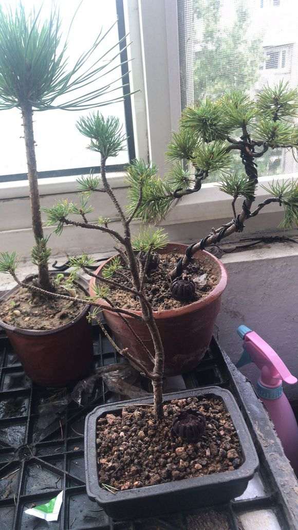 为什么千万别买宿迁的下山桩 图片