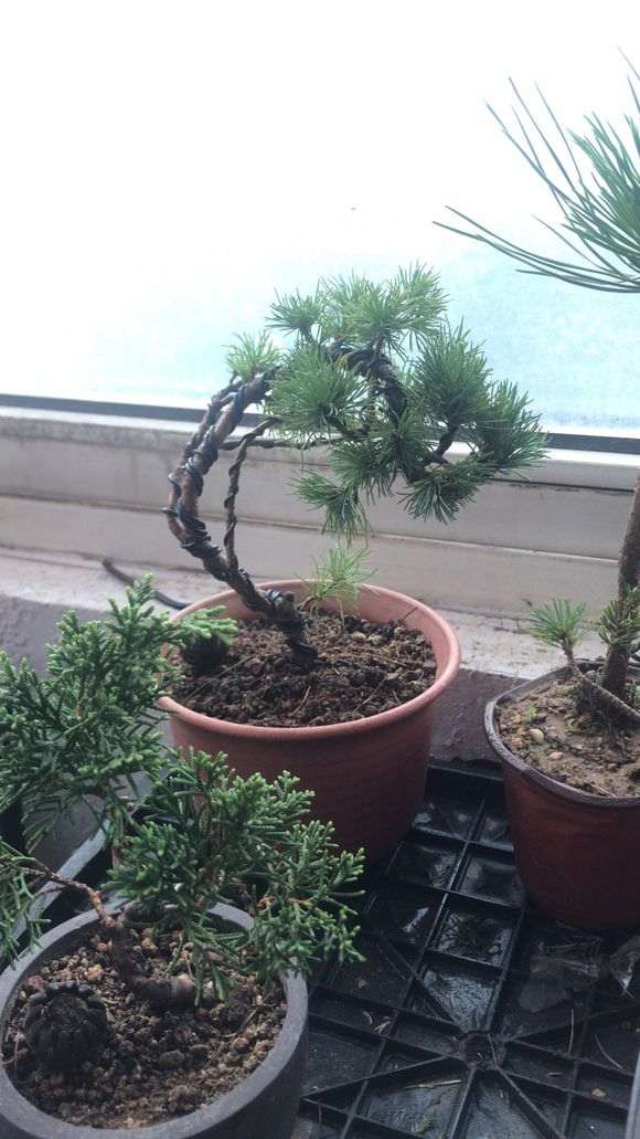 为什么千万别买宿迁的下山桩 图片