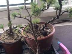 为什么千万别买宿迁的下山桩 图片