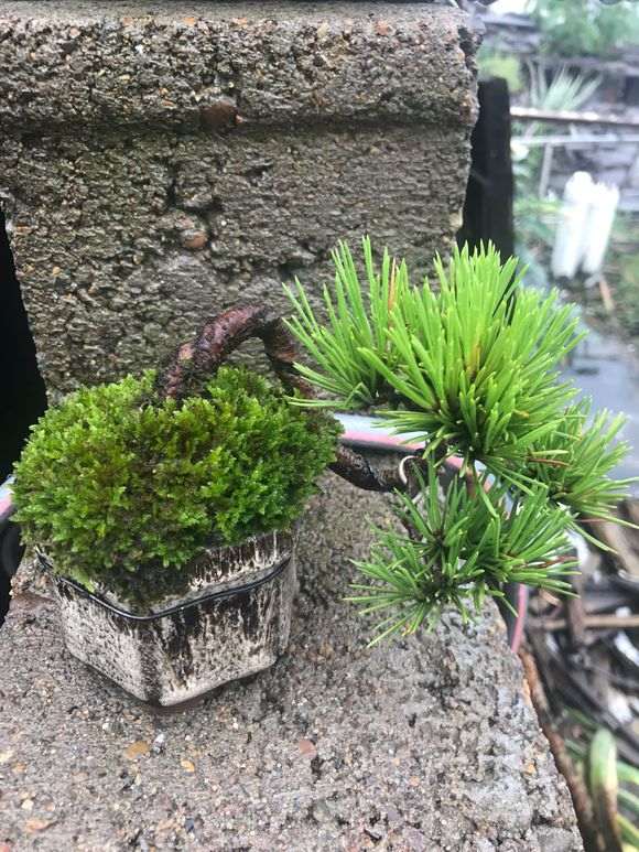 为什么那须五针松下山桩跌的很厉害了