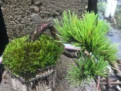 为什么那须五针松下山桩跌的很厉害了