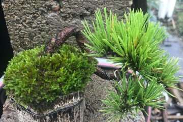 日本盆景是不是被我们逼的 走下坡路了
