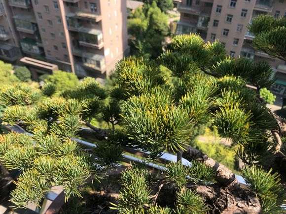 五针松下山桩针叶发黄 怎么办  图片