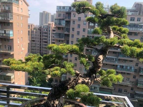 五针松下山桩针叶发黄 怎么办  图片