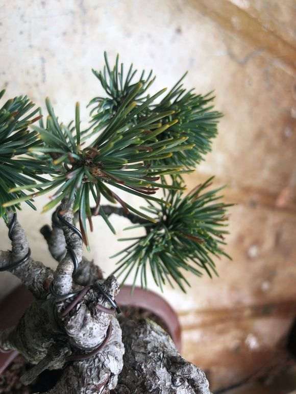 五针松下山桩怎么有些黄针了 什么情况