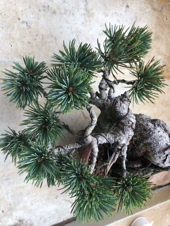 五针松下山桩怎么有些黄针了 什么情况