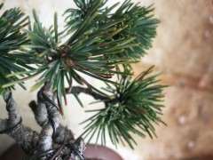 五针松下山桩怎么有些黄针了 什么情况